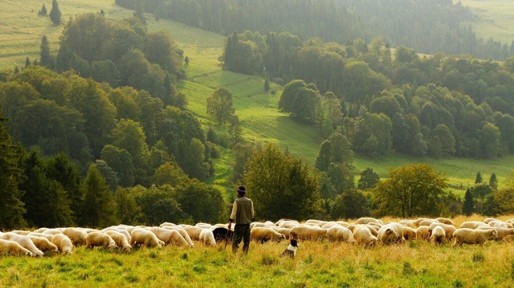 shepherd protect sheep