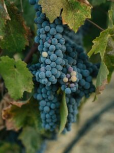 be fruitful like this vine with grapes and wine